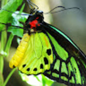 Meet your Posher, Brenda